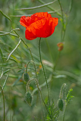 Naklejka premium Spring spirit at red field of poppies and beautiful nature, single poppy, countryside