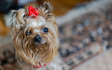 Yorkshire Terrier with a hairpin looks away