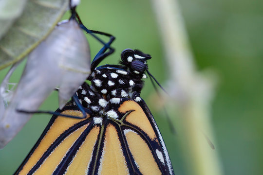 Closeup of an emerging Monarch butterfly