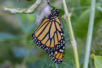 Closeup of Monarch butterfly