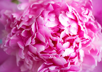 Beautiful pink peony background in vintage style. Beautiful flowers, peonies. A bouquet of pink pawns background. Lush petals of white-pink peony, close-up. pink colored peonies, blur, soft focus,