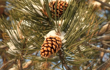 Close-up of fresh snow on pine (Pinus) cones on a tree branch in Montana