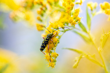 Closeup of insect on yellow flower