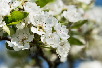 Closeup of pear tree with white blossom - blurred background
