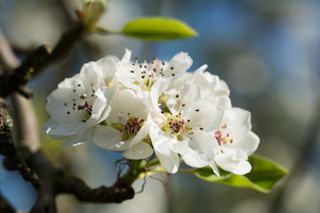 Closeup of pear tree branch with white blossom - blurred background
