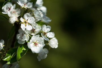 Closeup of pear tree branch with white blossom - copy space