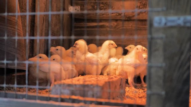 Broiler chicken chicks at the poultry farm