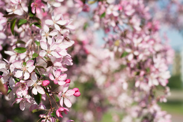 Closeup of a brach of beautiful spring plum tree covered with pink blossom