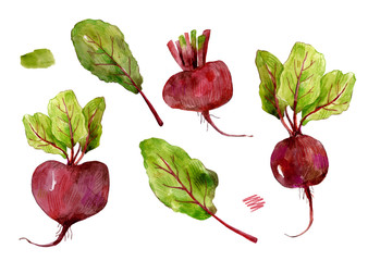 Watercolor set of beet and beet tops isolated on white background.