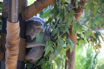 Relaxing Koala