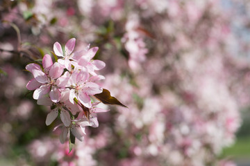 Closeup of a clump of pink plum blossom - blurred background, copy space