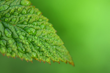 Close-up of fresh green leaves of raspberry against green background with sunlight, drops of water and light reflections