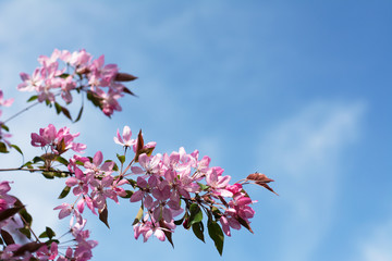Branch with pink plum blossom against blue sky - copy space