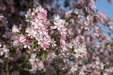 Plum tree covered with pink blossom - blurred background