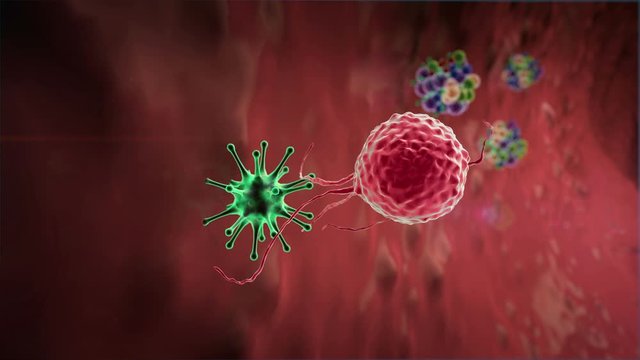 phagocyte kills viruses, inside the human body, medical 3D graphics, lymphocyte, Lymphocytes,  lymphocytes against viruses,  Macrophage kills viruses