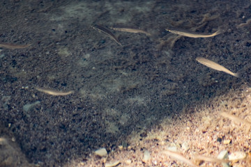 Small, nimble and bright-eyed sea fish swim in the sea, in salt water. The size of the fish is about 4 cm, the water is clean and clear, the animals eat a piece of bread thrown into a shallow pond.