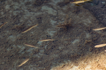 Small, nimble and bright-eyed sea fish swim in the sea, in salt water. The size of the fish is about 4 cm, the water is clean and clear, the animals eat a piece of bread thrown into a shallow pond.