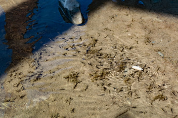 Small, nimble and bright-eyed sea fish swim in the sea, in salt water. The size of the fish is...