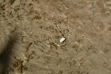 Small, nimble and bright-eyed sea fish swim in the sea, in salt water. The size of the fish is...