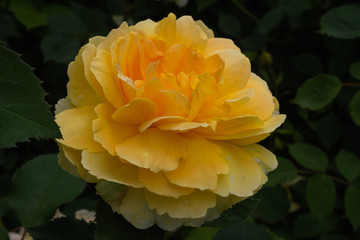 Single yellow rose with leaves on green background.