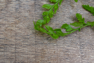 Young fern leaves on a grey brown background