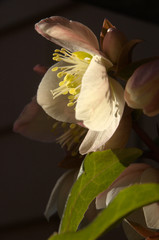 Helleborus niger; christmas rose in morning sunlight