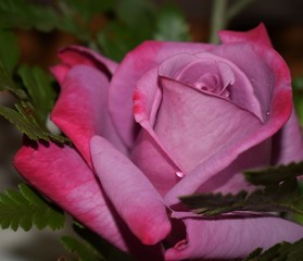 Romantic violet rose
