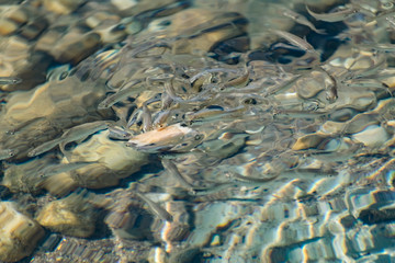 Small, nimble and bright-eyed sea fish swim in the sea, in salt water. The size of the fish is...