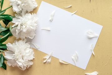 Lone beige white peony on old painted yellow wood grunge background texture for summer. Flat lay, top view with copy space