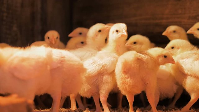 Broiler chicken chicks at the poultry farm