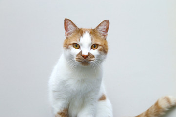 Red domestic cat on a light background. Portrait of a pet.