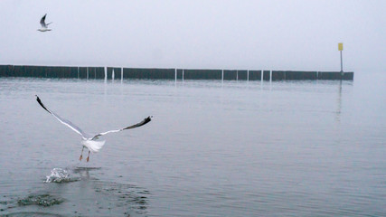Gull on the baltic beach in poland