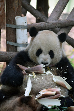 Giant Pander beim Fressen