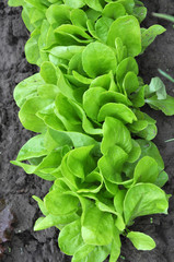 In the open ground grows lettuce (Lactuca sativa)