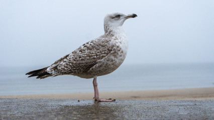 Gull on the baltic beach in poland