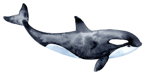 Killer whale. Watercolor illustration. © Lady Natali