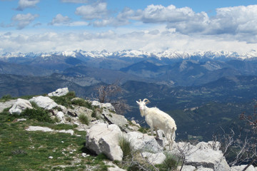 Mountain goat