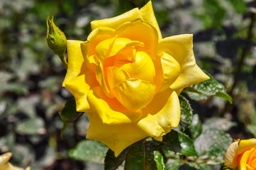Blooming yellow rose in Hyde park, London, UK