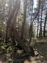 Beautiful sunny and blue sky day in the forest