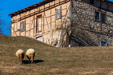 Obraz premium High in the mountains in small village shepherds graze cattle among the old house. Sheep provide wool, milk meat for local people