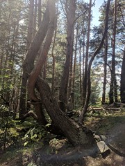 Beautiful sunny and blue sky day in the forest