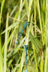 Large macro photo of the side of a blue dragonfly