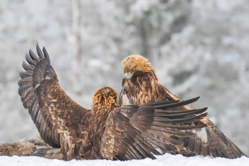 Two golden eagles fighting for a racoon carcass