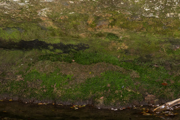 Green moss on the wall of a rock in the river