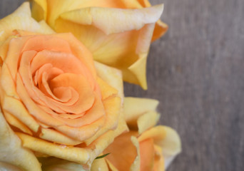 Close- up of deep yellow roses against a blurred brown background