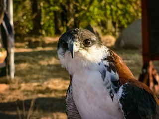Raptor Birds Exhibition in Madrid, Spain