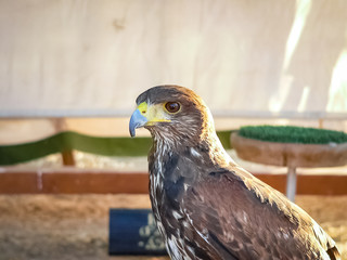 Raptor Birds Exhibition in Madrid, Spain