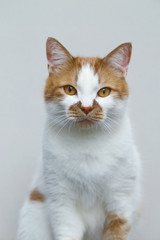 Red domestic cat on a light background. Portrait of a pet.