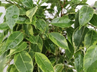 Houseplant ficus Benjamin, green leaves. Close-up shot. Nature background. Green leaves texture. Floral pattern