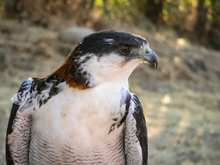 Raptor Birds Exhibition in Madrid, Spain